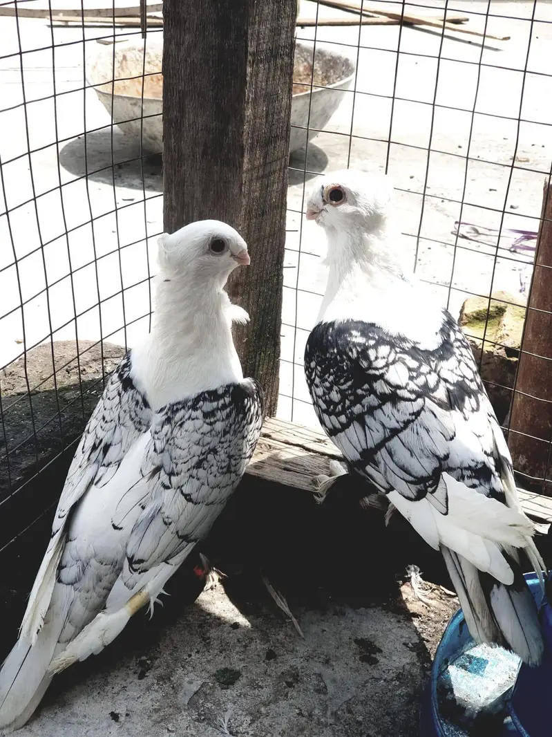 Fancy Bird For Sale — photo 3