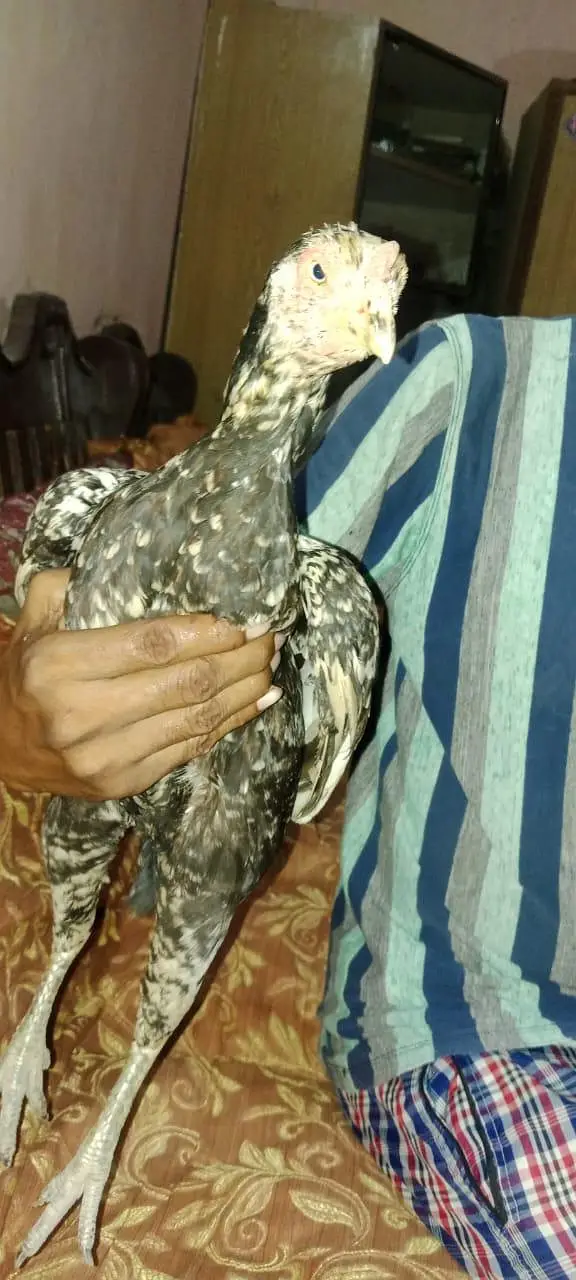 cheeni aseel murgi — photo 2