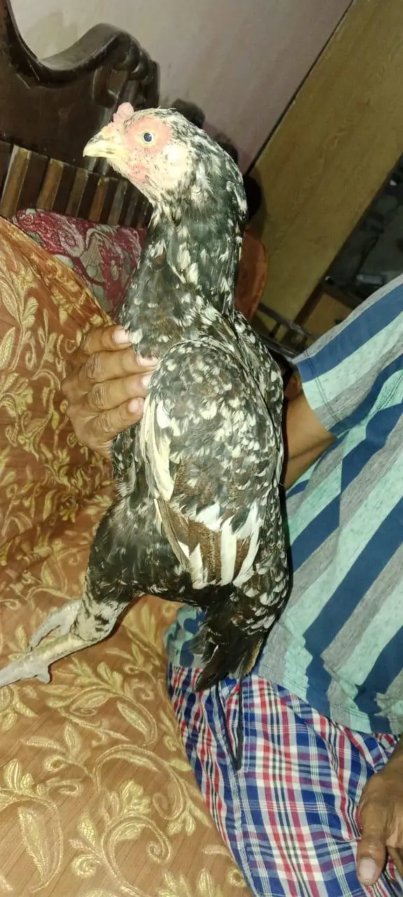 cheeni aseel murgi — photo 3
