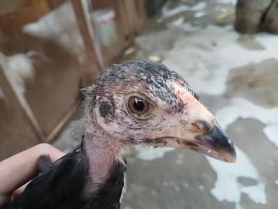 Healthy and Active A one quality Aseel Chicks