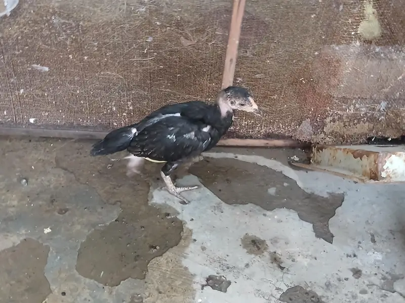 Healthy and Active A one quality Aseel Chicks — photo 2