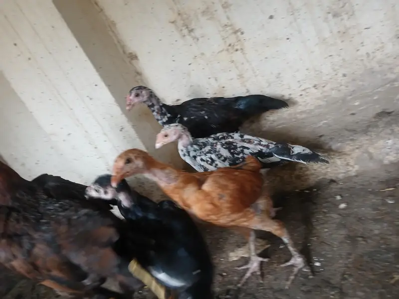 Healthy and Active A one quality Aseel Chicks — photo 3