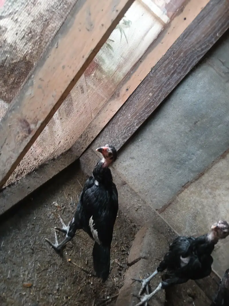 Healthy and Active A one quality Aseel Chicks — photo 4