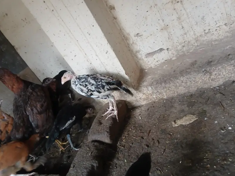Healthy and Active A one quality Aseel Chicks — photo 5