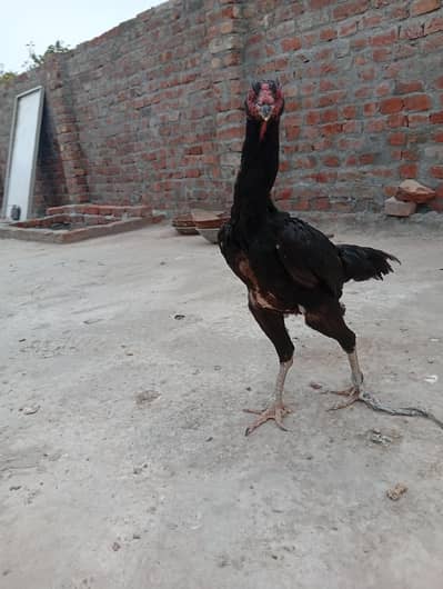 Shamo for sale
