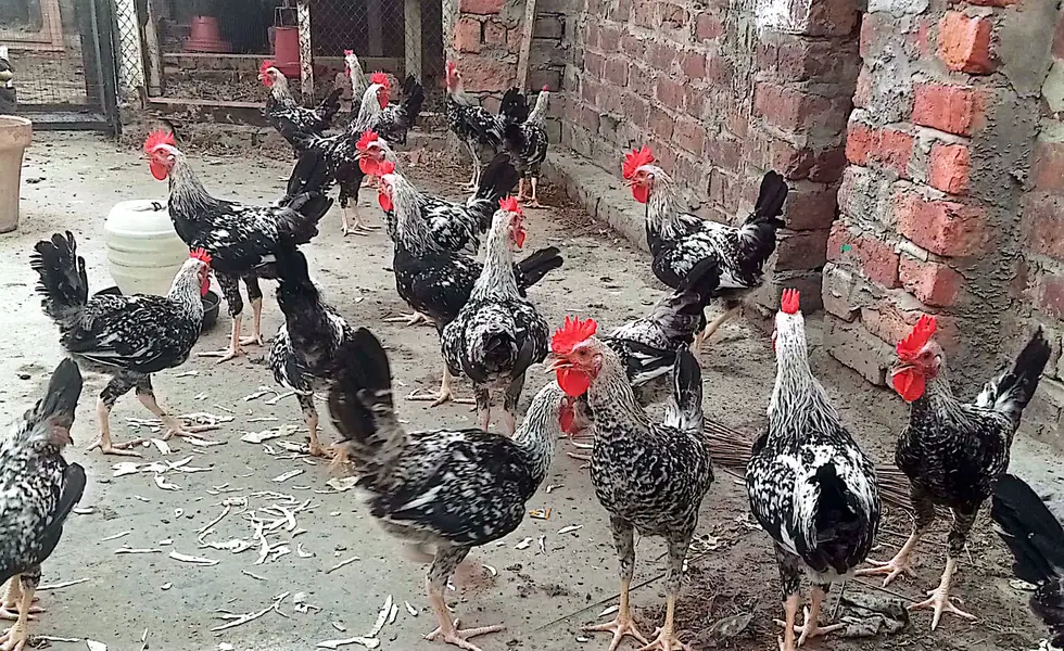 ​​Dandarawi hen / Dandarawi Chicken / ​Dandarawi pathi , patha / eggs — photo 3