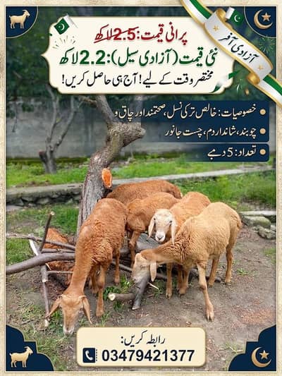 Turky Sheep K bachy Afghani domby Mandry domby ablak domby desy domby