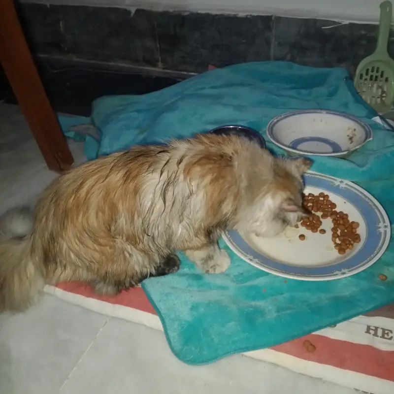 Persian cat with circle head. Ready for cross — photo 2