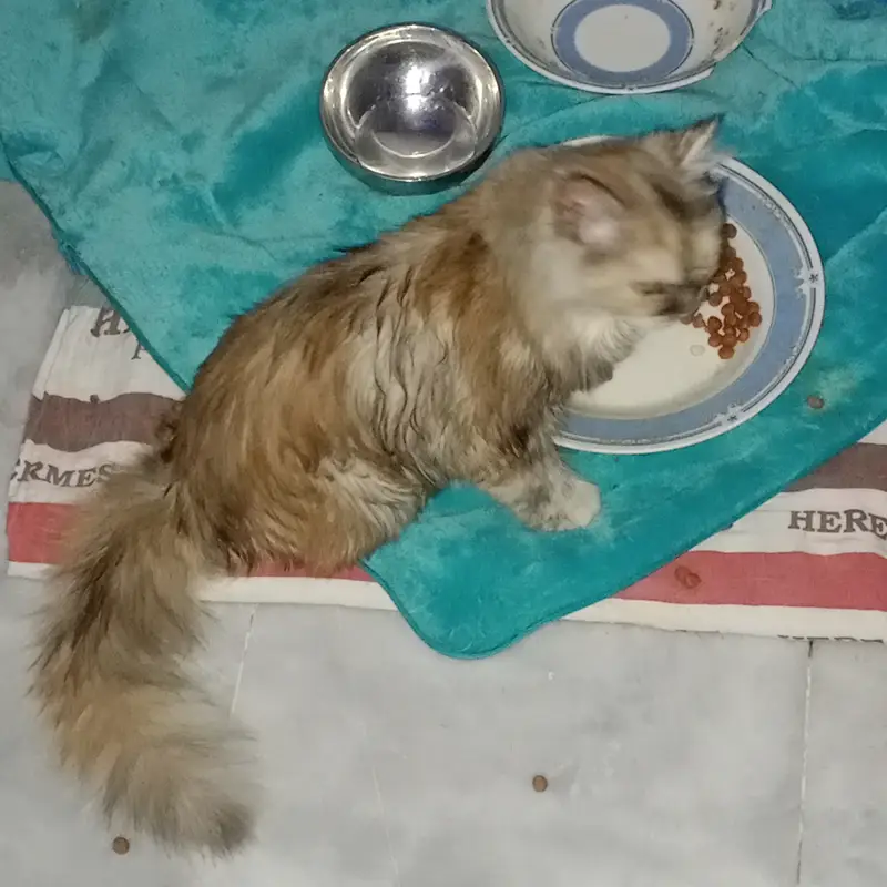 Persian cat with circle head. Ready for cross — photo 3