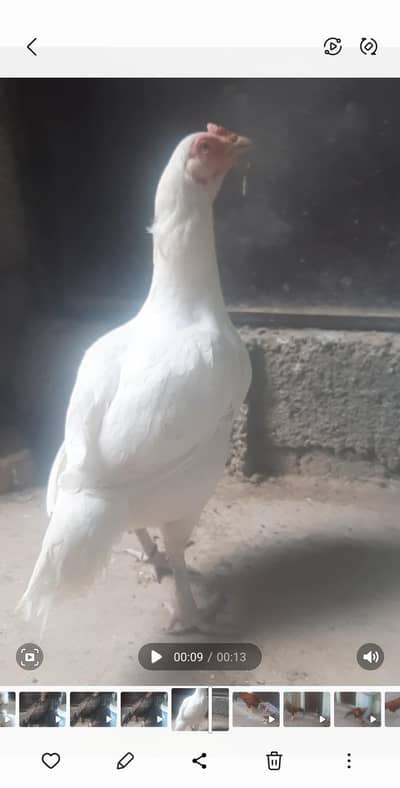 white aseel hens available