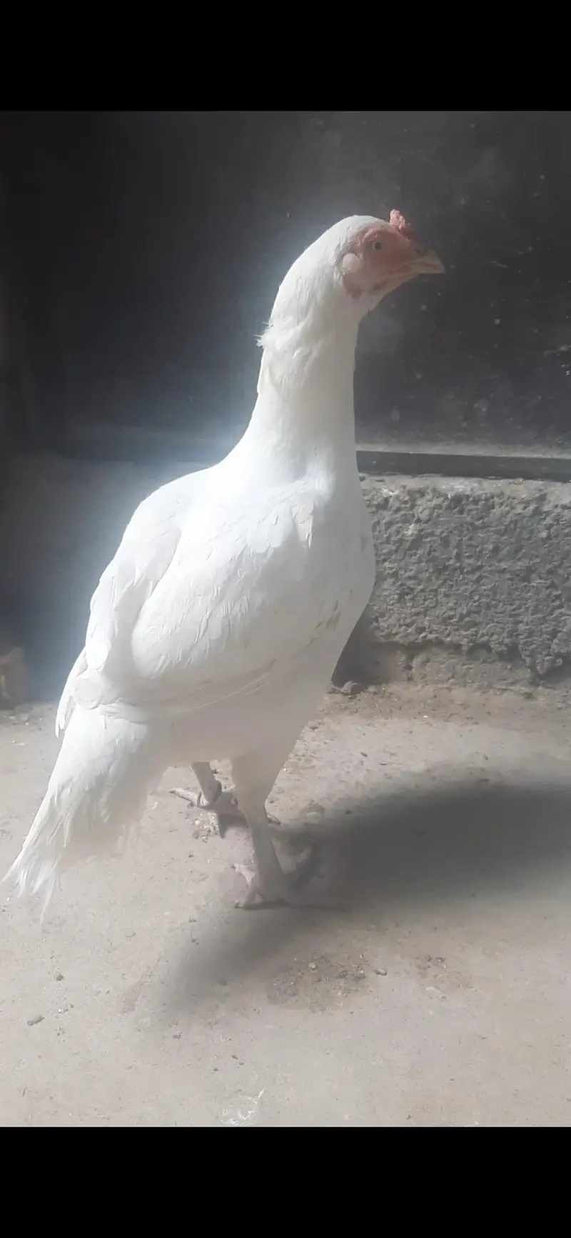 white aseel hens available — photo 2