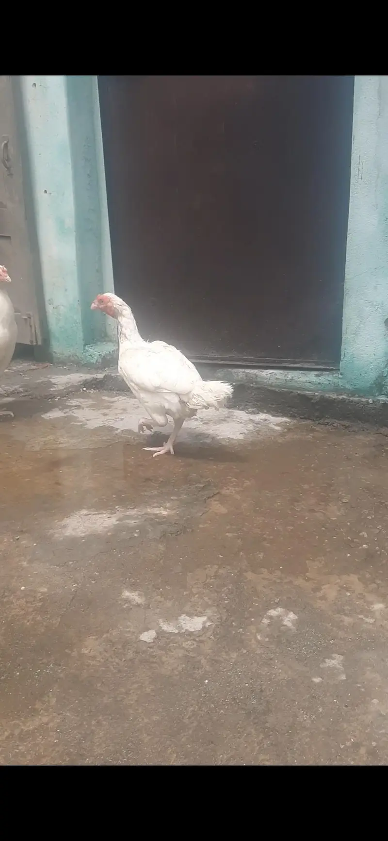 white aseel hens available — photo 3