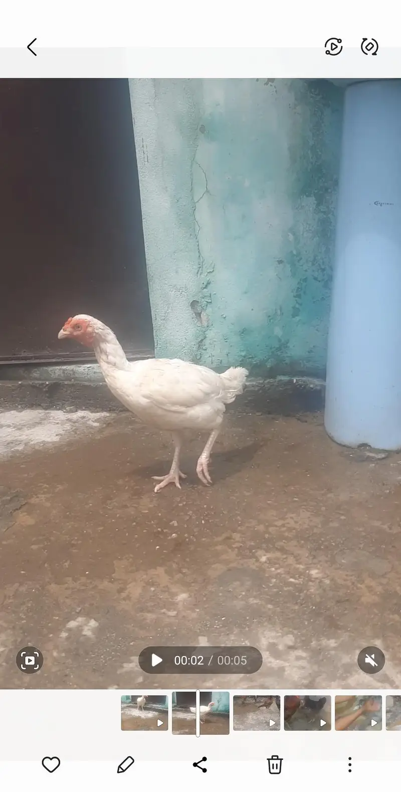 white aseel hens available — photo 4