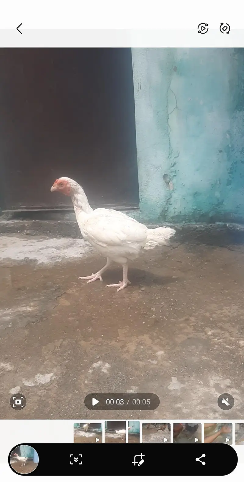 white aseel hens available — photo 5