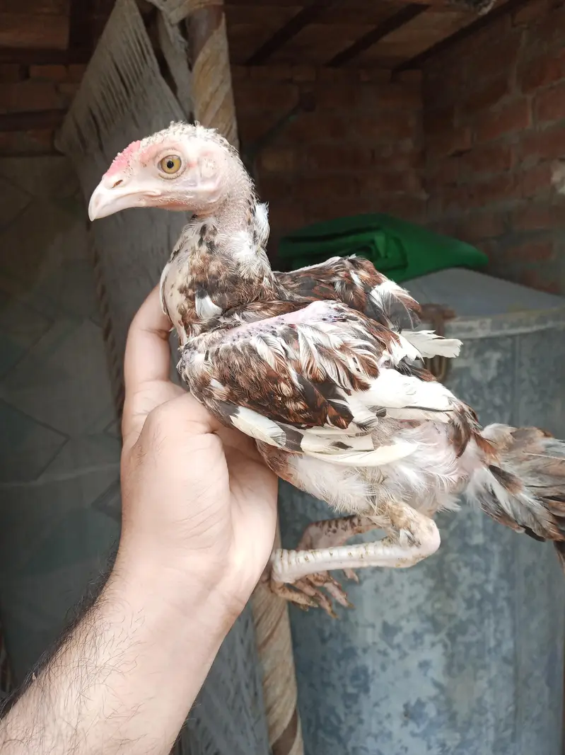 pure mianwali aseel chicks — photo 2