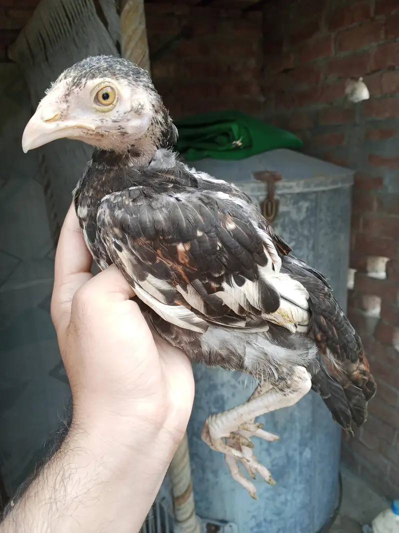 pure mianwali aseel chicks — photo 3