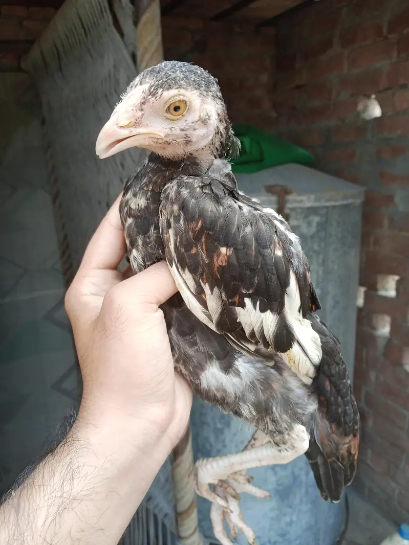 pure mianwali aseel chicks — photo 4