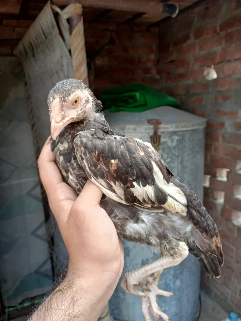 pure mianwali aseel chicks — photo 5