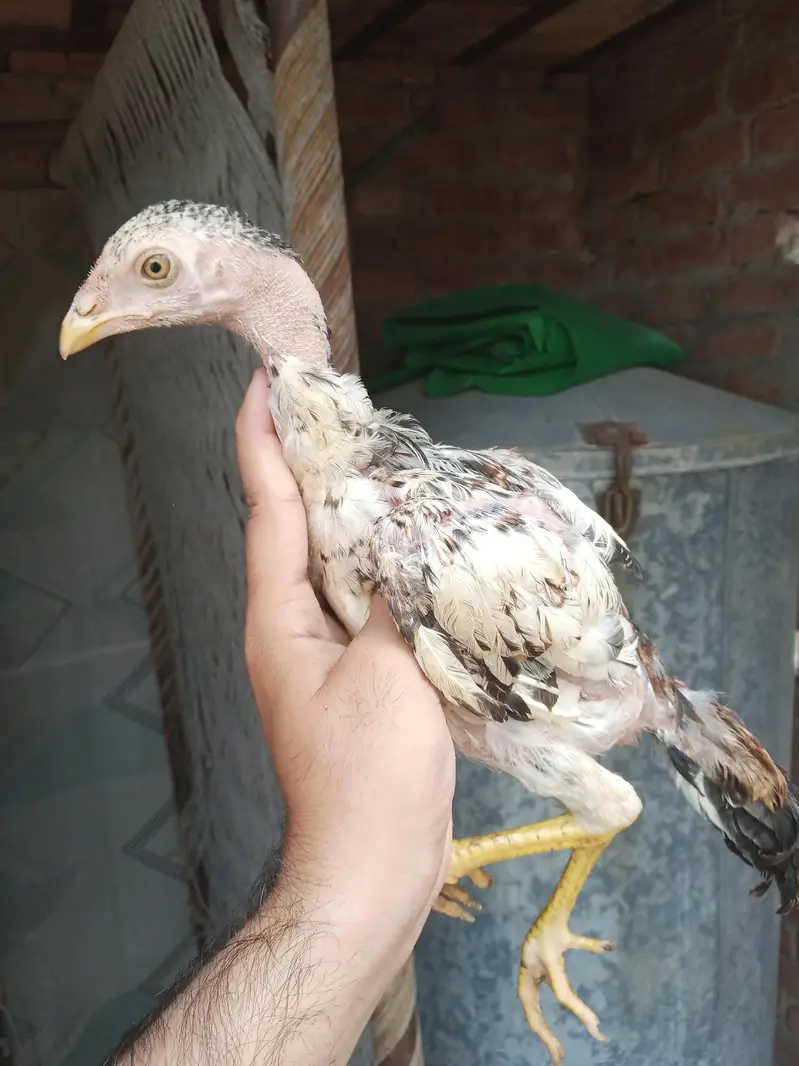 pure mianwali aseel chicks — photo 6