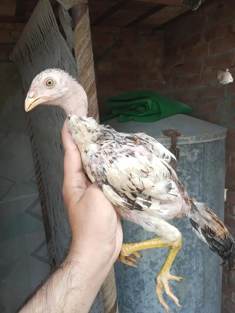 pure mianwali aseel chicks — photo 7