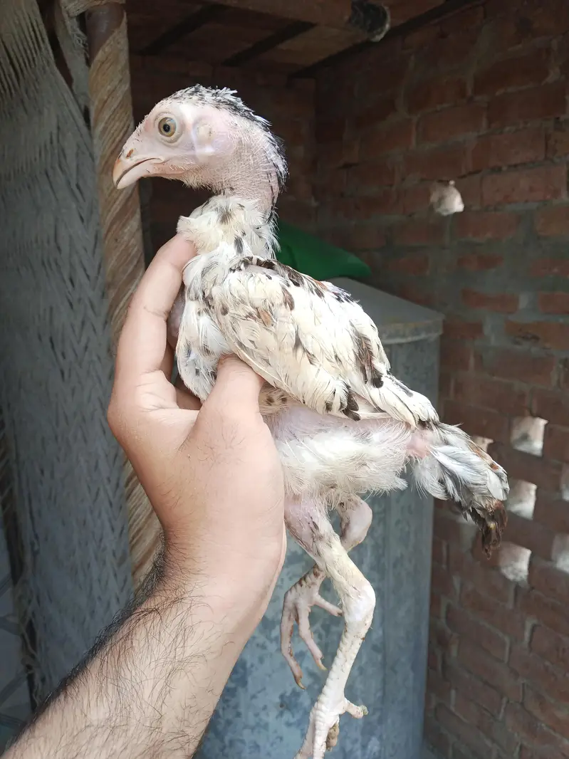 pure mianwali aseel chicks — photo 8