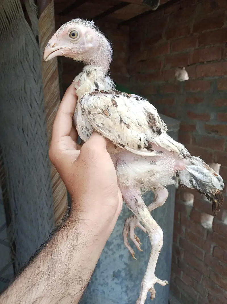 pure mianwali aseel chicks — photo 9