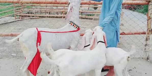 3 bacchon wali bakri gulabi for sale call