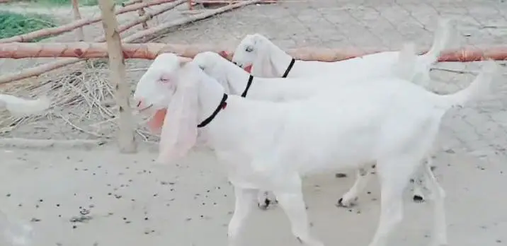 3 bacchon wali bakri gulabi for sale call — photo 3