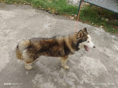 huksy breeder female exchange possible  with German shepherd