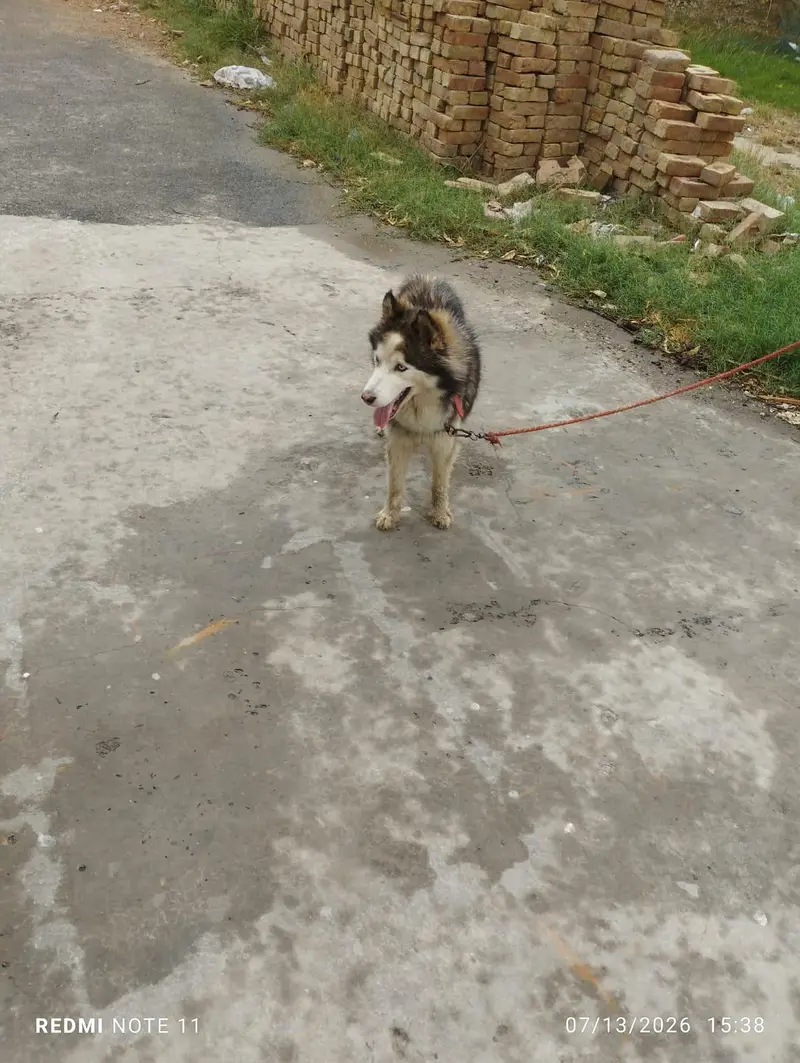 huksy breeder female exchange possible  with German shepherd — photo 2
