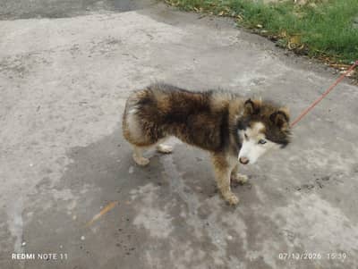 huksy breeder female exchange possible  with German shepherd