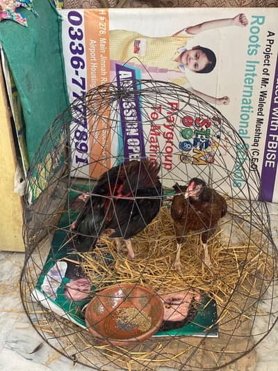 Paroot cage hen cage chicks cages for sale at resonable price