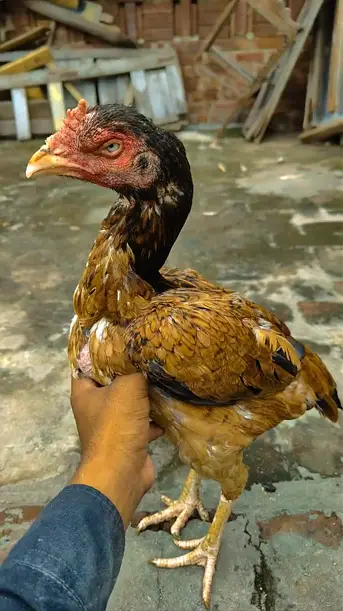 Pure Rampuri aseel Chicks — photo 12