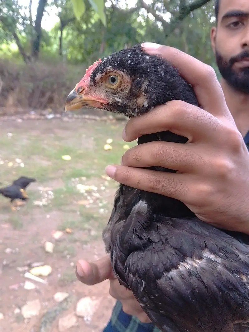 3months Aseel band + khully keel pathy — photo 2