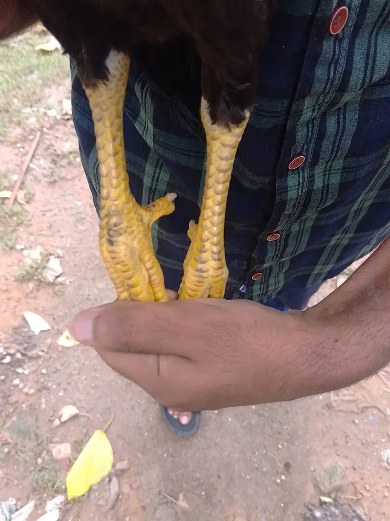 3months Aseel band + khully keel pathy — photo 3