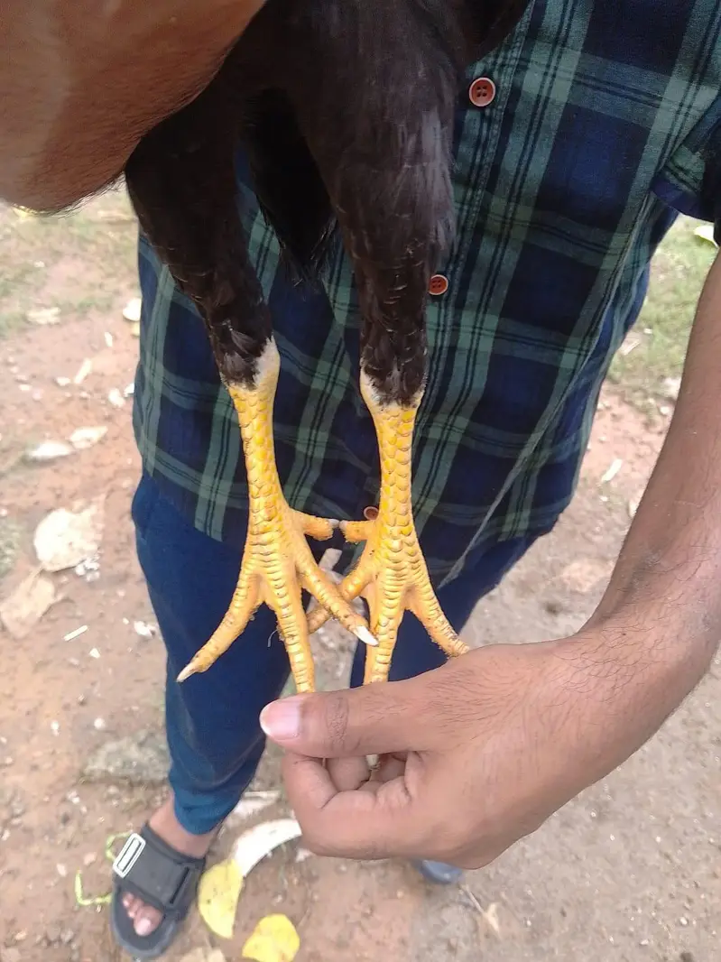 3months Aseel band + khully keel pathy — photo 5