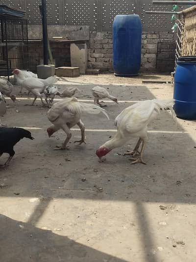 aseel Heera pathay and breeder