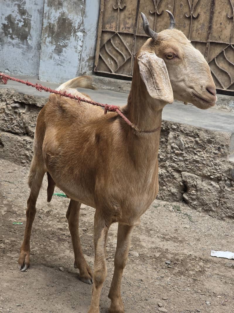 Goats 0