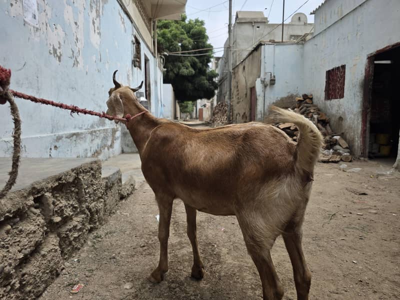 Goats 1