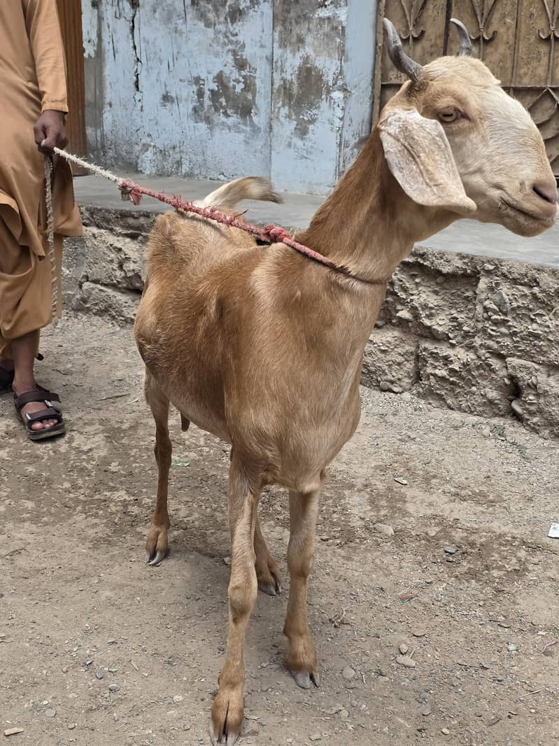 Goats 2