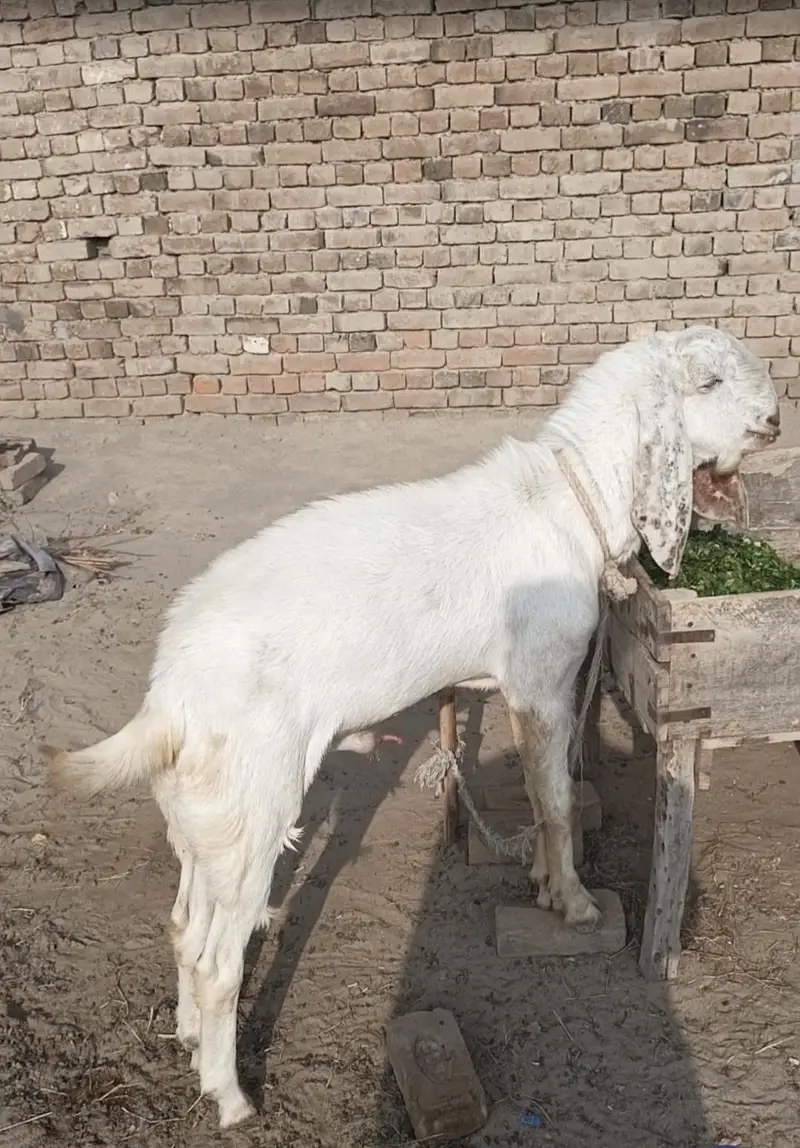 emergency me sale krna hy — photo 2