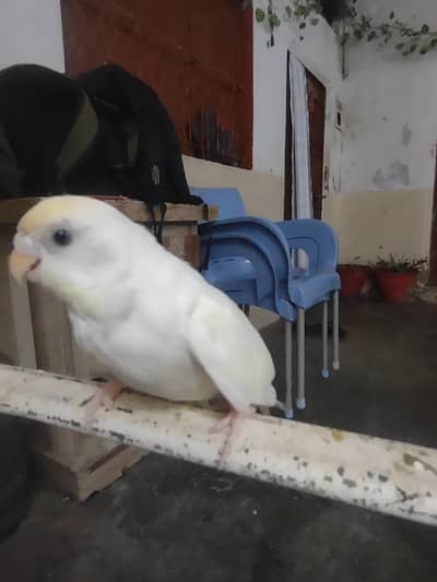 budgie