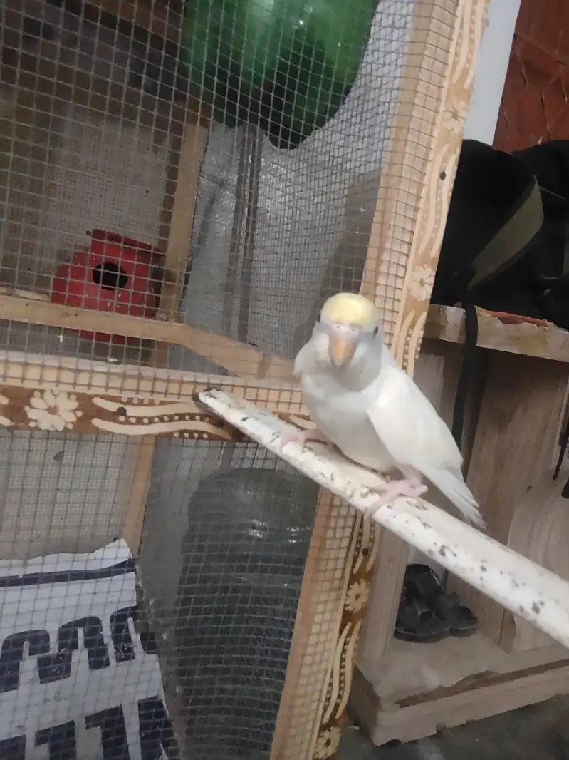 budgie — photo 2