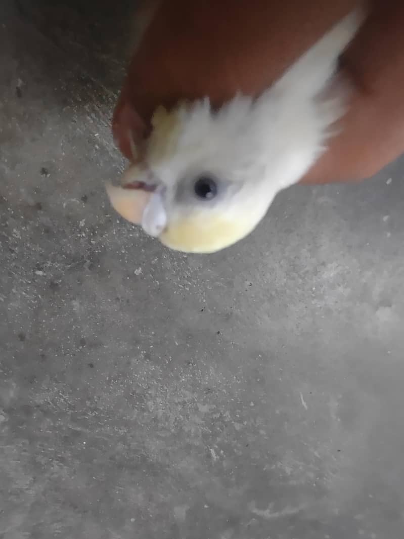 budgie 2