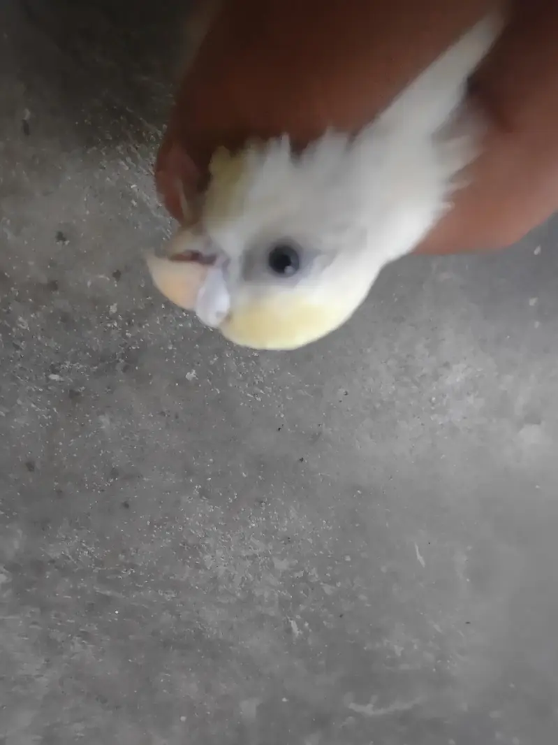 budgie — photo 3