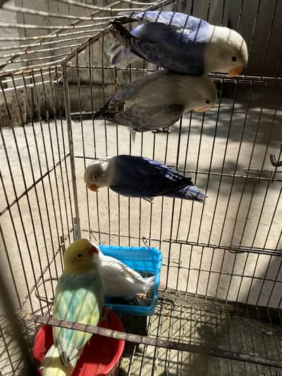 lovebirds for sale 03171482760