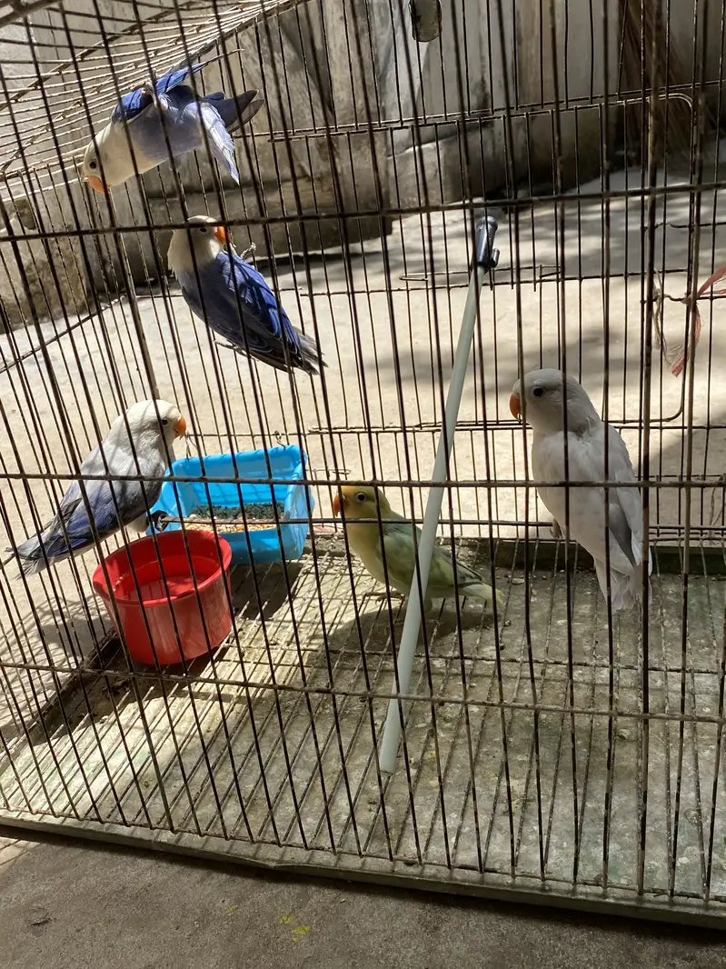 lovebirds for sale 03171482760 — photo 2