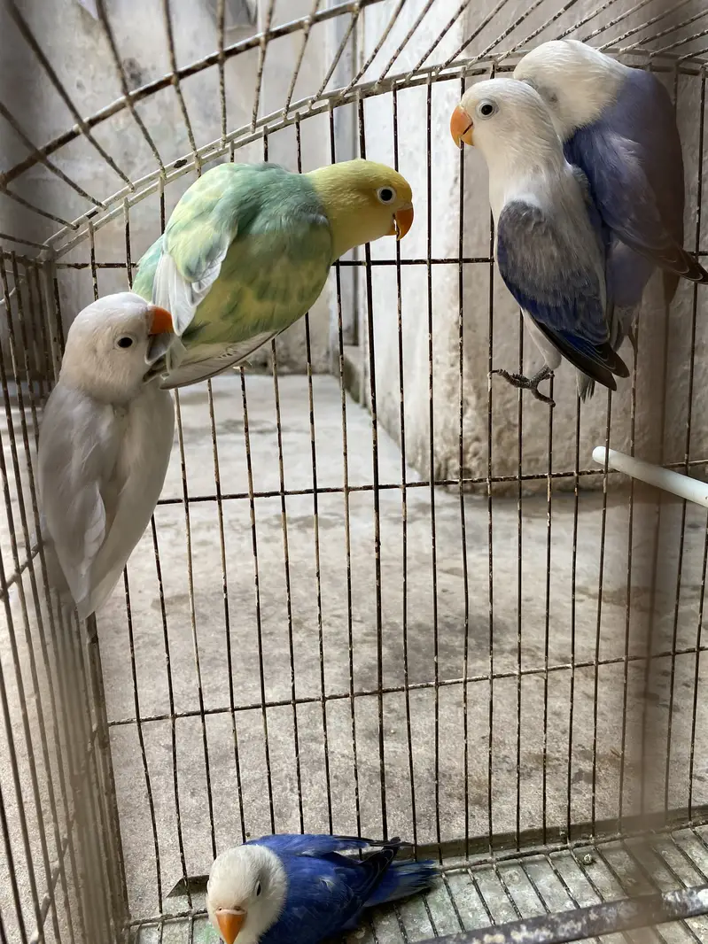 lovebirds for sale 03171482760 — photo 3