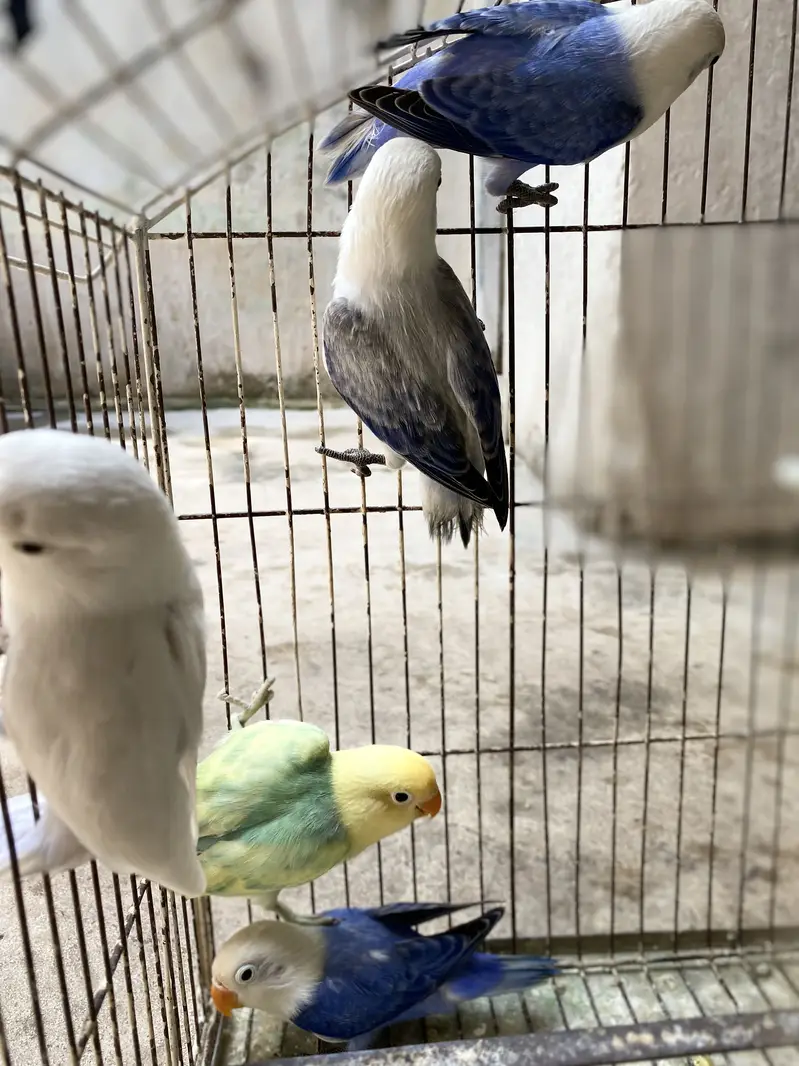 lovebirds for sale 03171482760 — photo 4
