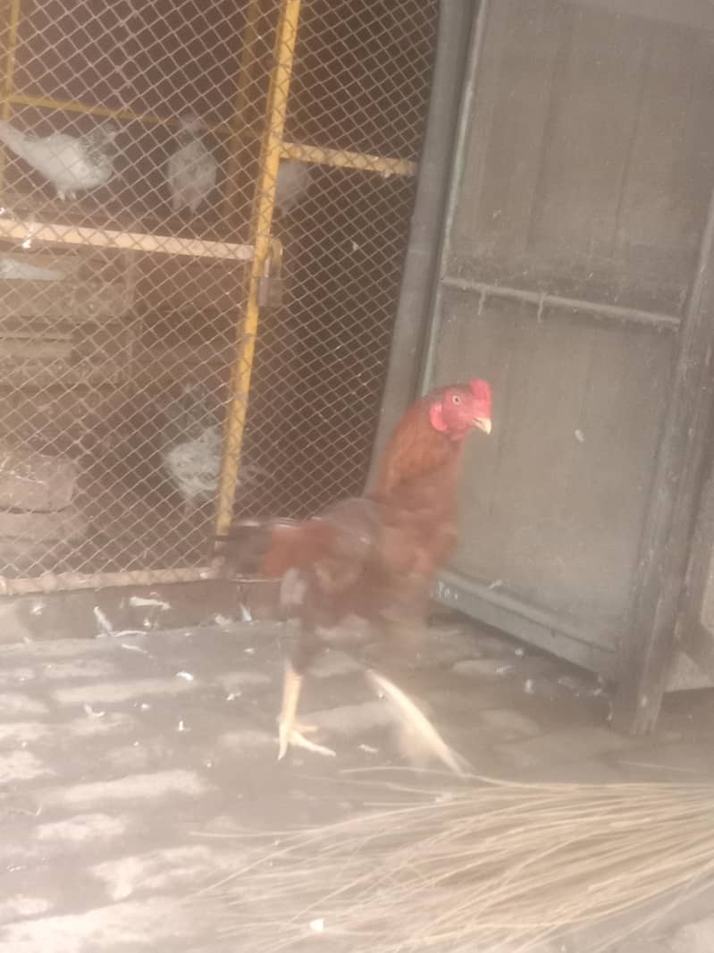 hen sell 0